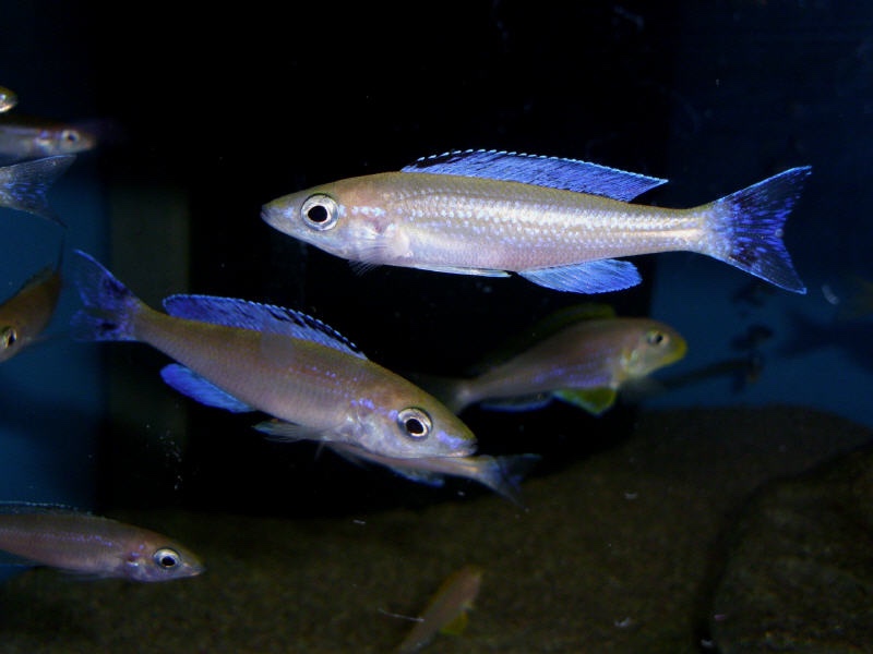 Cyprichromis sp. 'brilliant jumbo' (Speckleback Moba)
